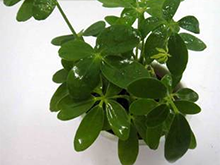 新裝修的房子，擺放什么植物合適呢？